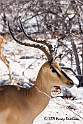 Black Faced Impala 1856